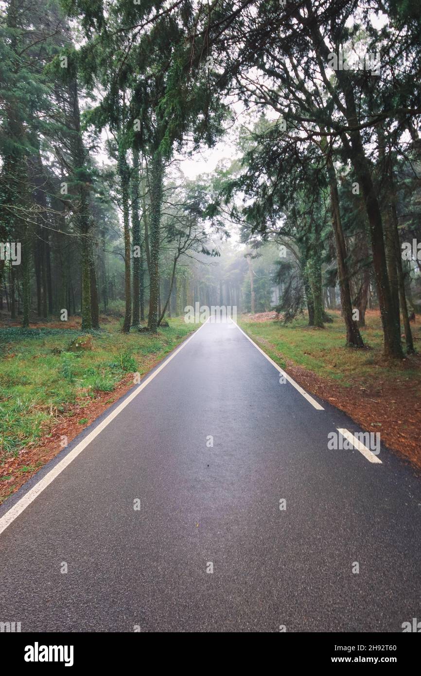 Road in a forest covered with mist Stock Photo