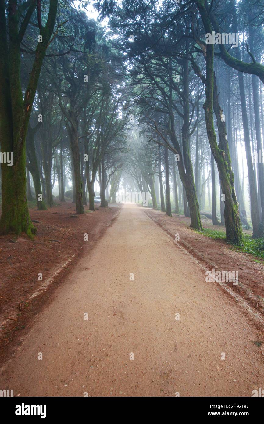 Woodland path in dark woods hi-res stock photography and images - Alamy