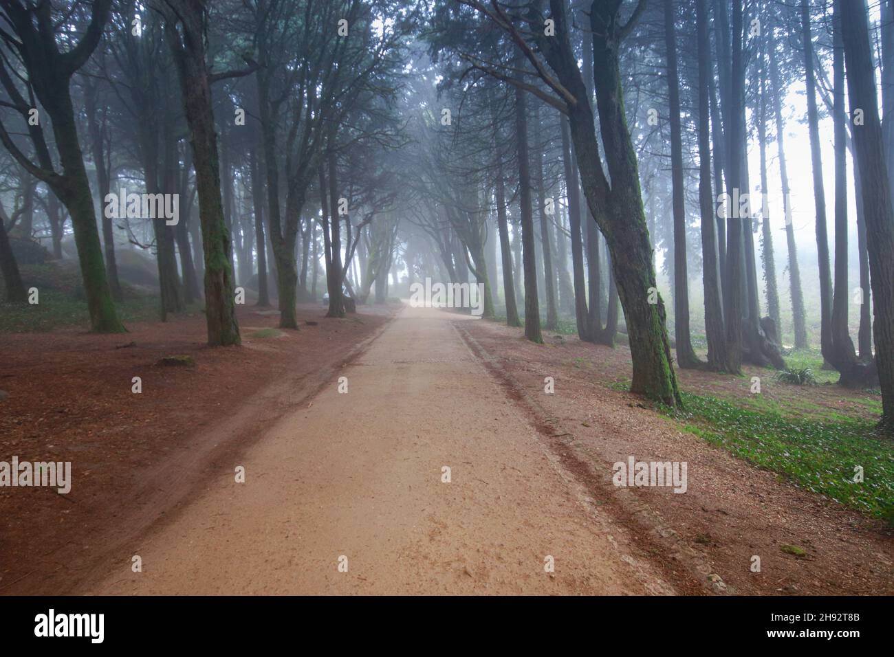 Path in a forest covered with mist and surrounded by trees. Beautiful mystical dark Foggy wood Stock Photo