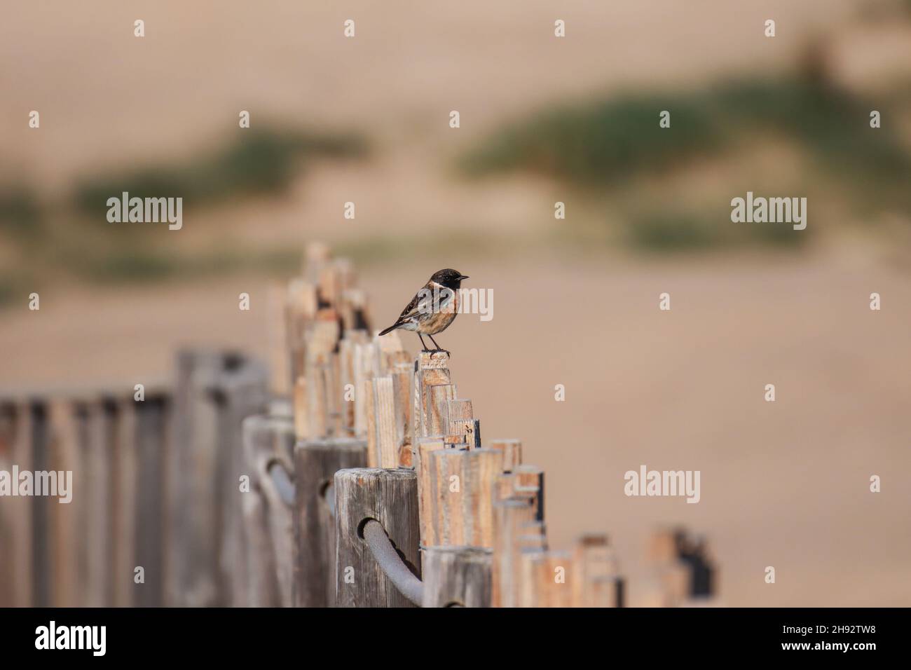 European Stonechat on a wood fence. Wildlife scene from nature Stock Photo