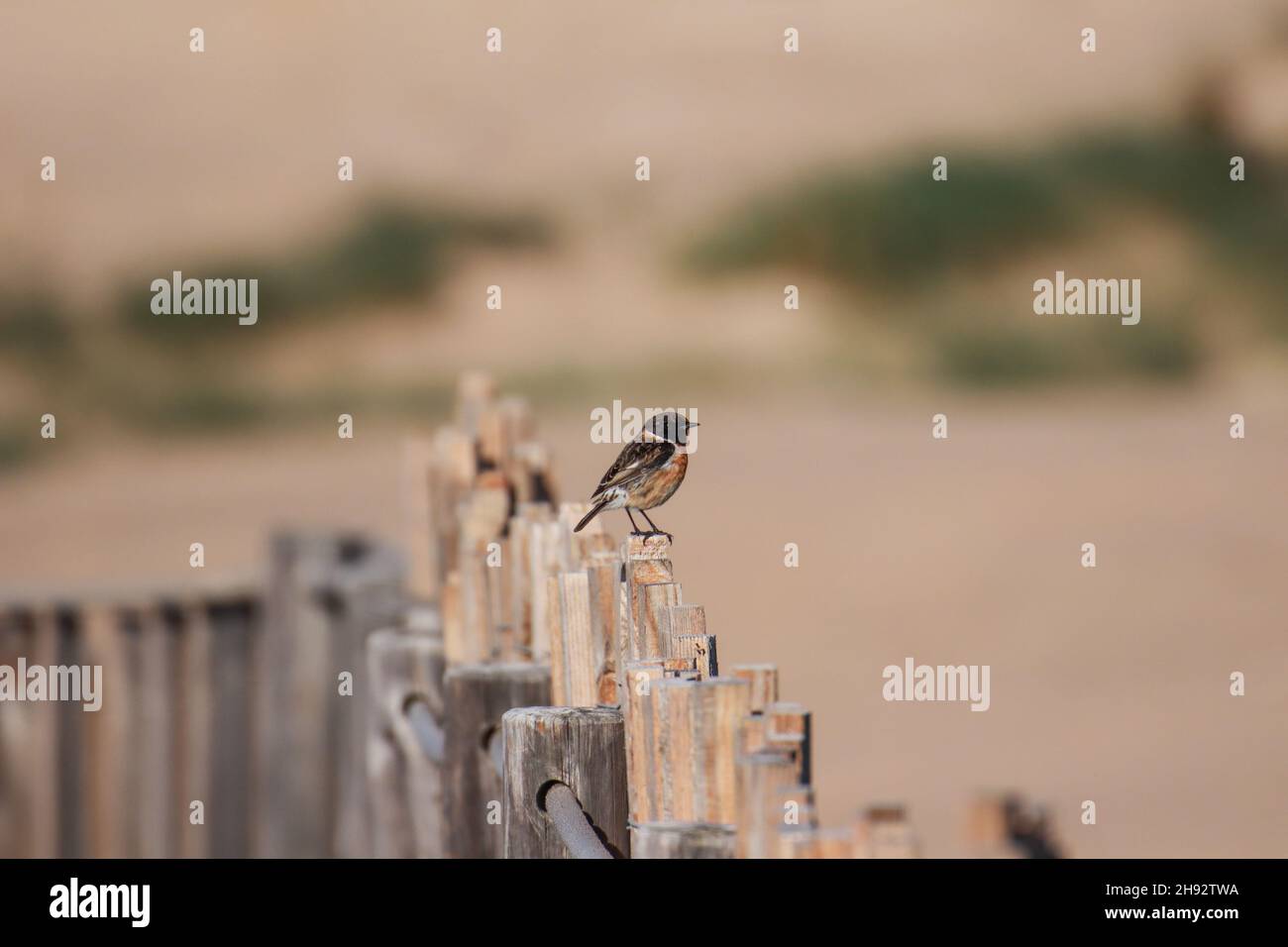 European Stonechat on a wood fence. Wildlife scene from nature Stock Photo