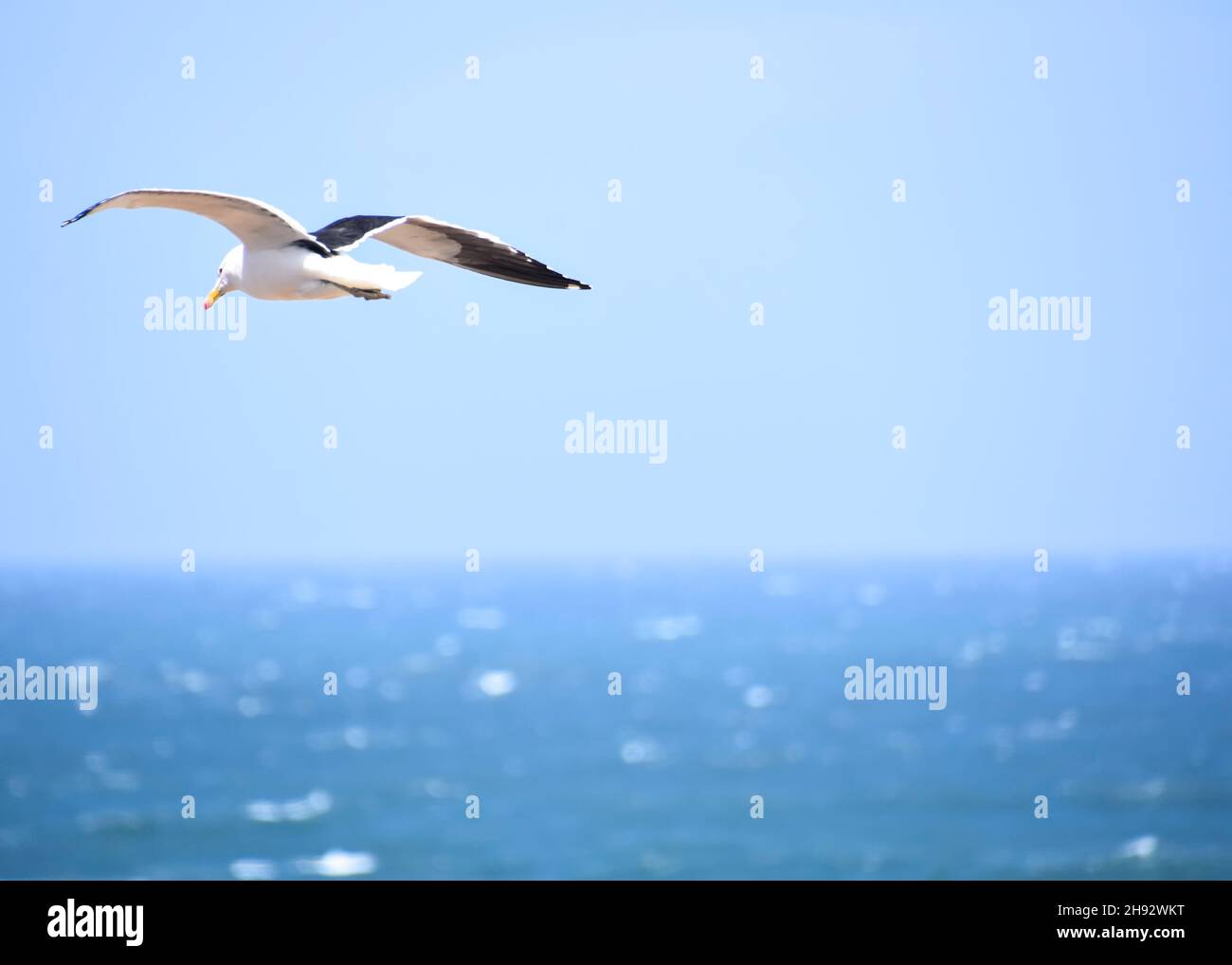 Seagull flying near the beach near the Indian Ocean seen from the Oyster Catcher Trail near Mosselbay on the Garden Route in South Africa popular with Stock Photo