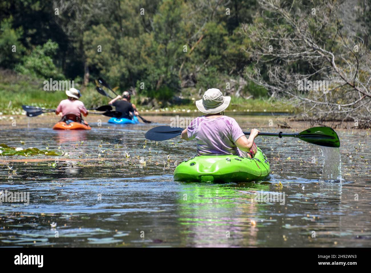 Tourists kayaking or canoeing in the Knysna river in the Garden Route South Africa on a beautiful sunny day Stock Photo