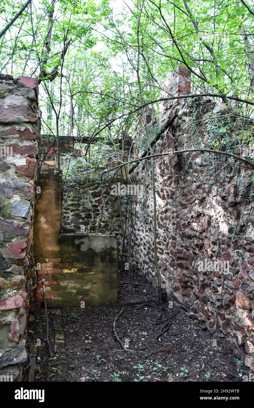 Abandoned brick ruins of an old or vintage farm house wall surface of early settlers in eastern Pretoria South Africa overgrown with trees in a forest Stock Photo