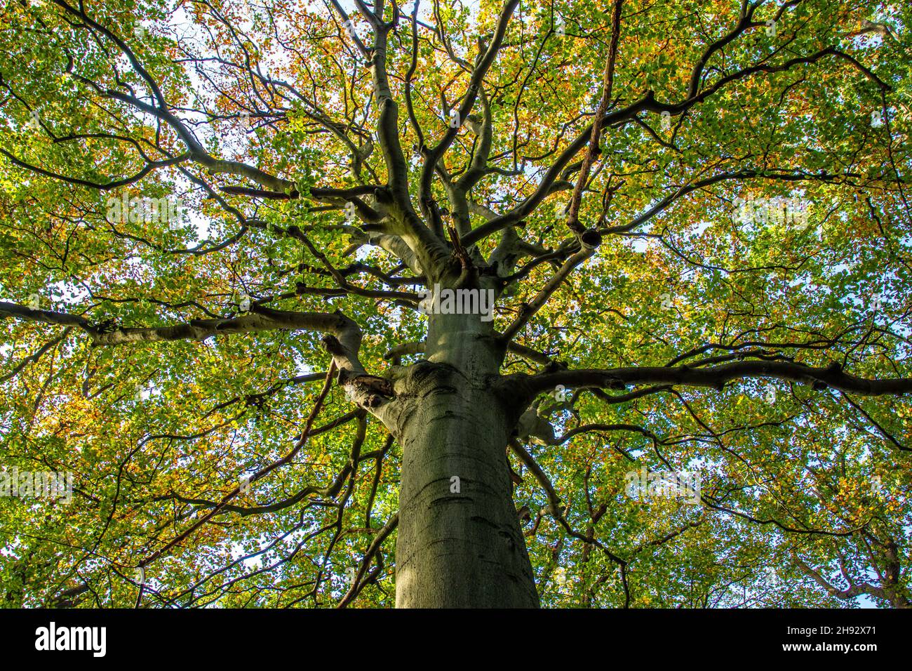 Low angle shot of an autumn tree in nature Stock Photo - Alamy