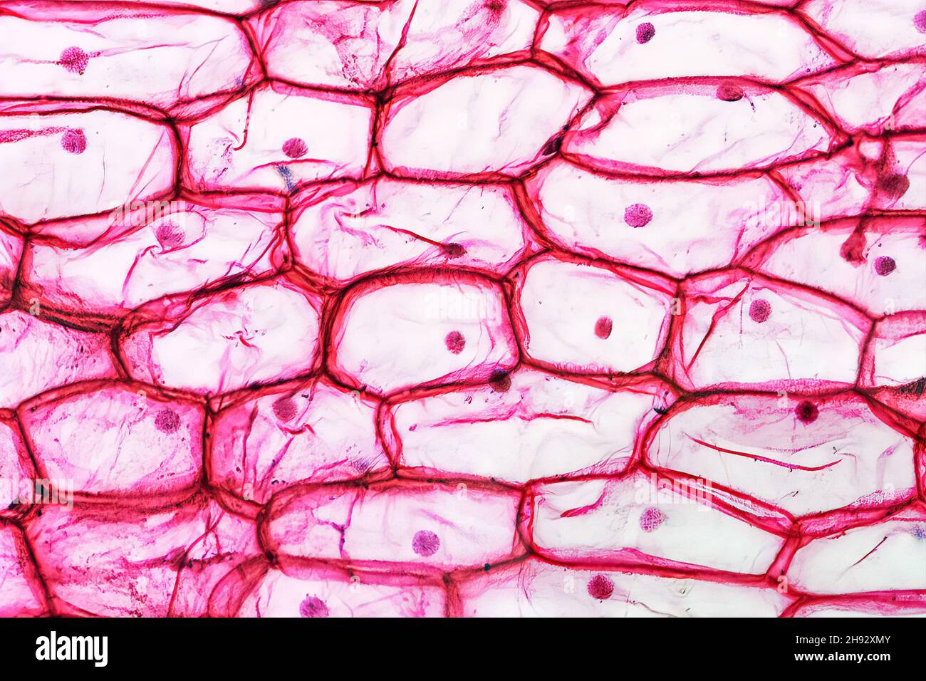 Light photomicrograph of onion cells seen with microscope Stock Photo