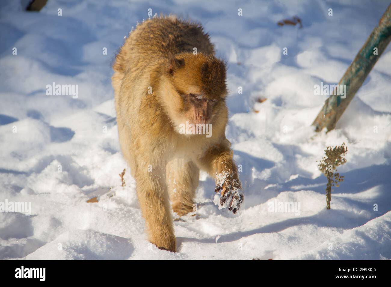 Exploring monkey hi-res stock photography and images - Alamy