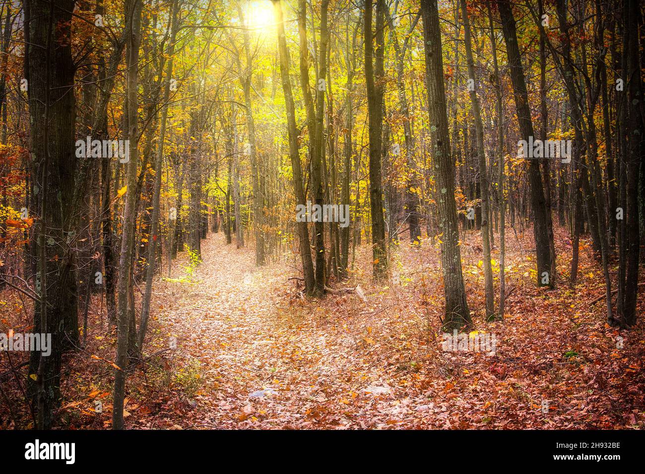 Fallen leaves and fall foliage lit by sunset sunbeams in New Jersey Stock Photo