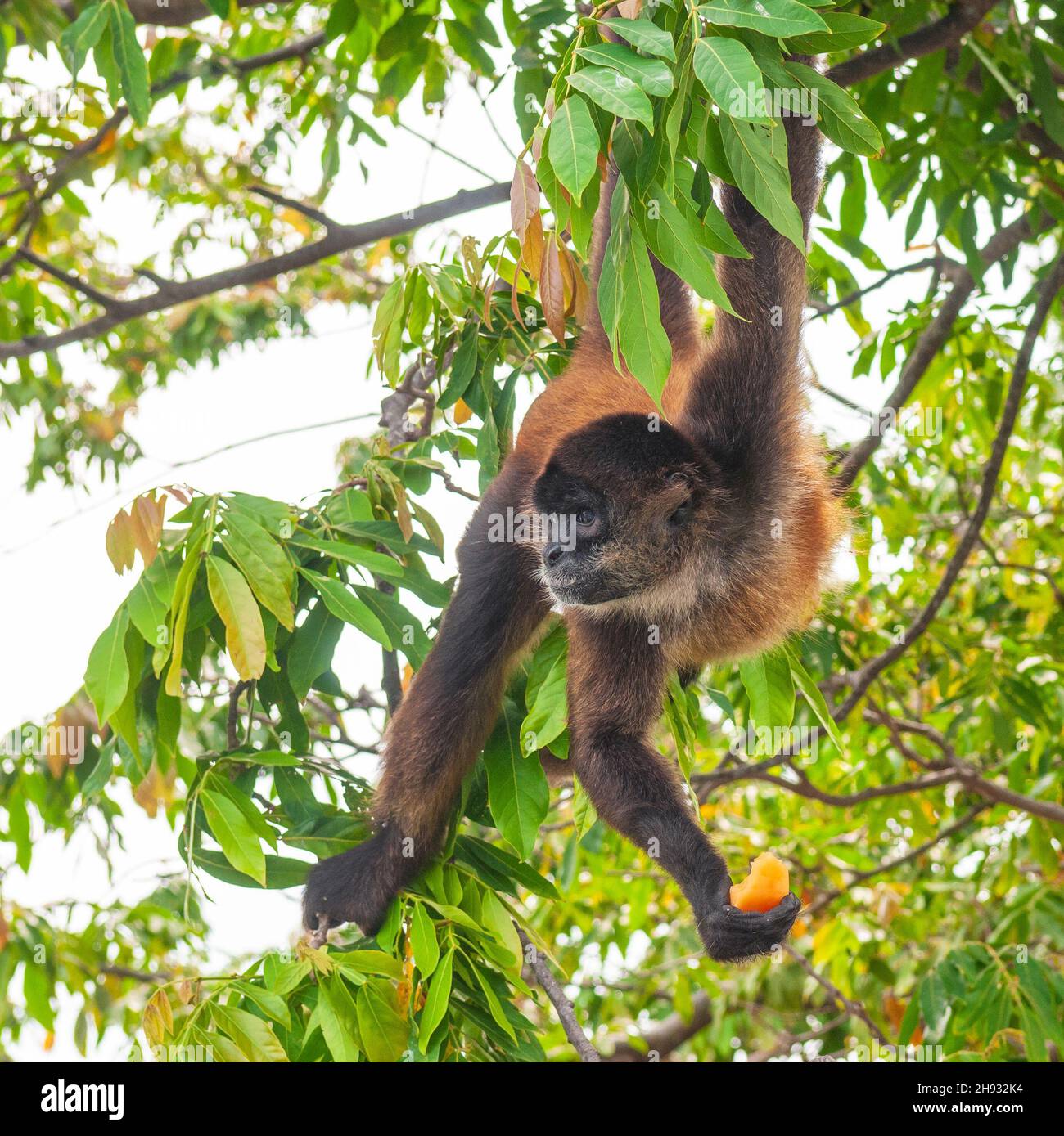 Spider monkey (Ateles) eating papaya in square format, Tortuguero national park, Costa Rica. Stock Photo