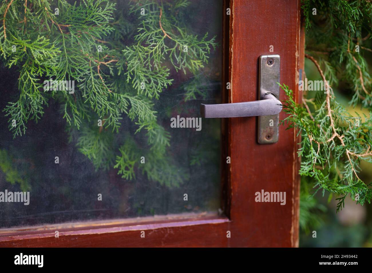 Closeup of old wooden red door with metal handle in greenhouse, evergreen thuja plant behind glass. Stock Photo