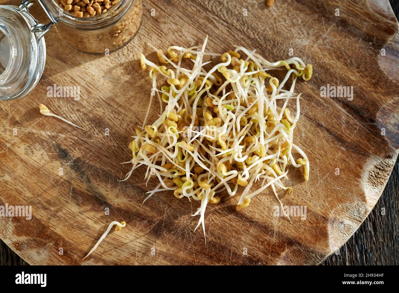 Fresh fenugreek sprouts with dry seeds in the background, top view Stock Photo