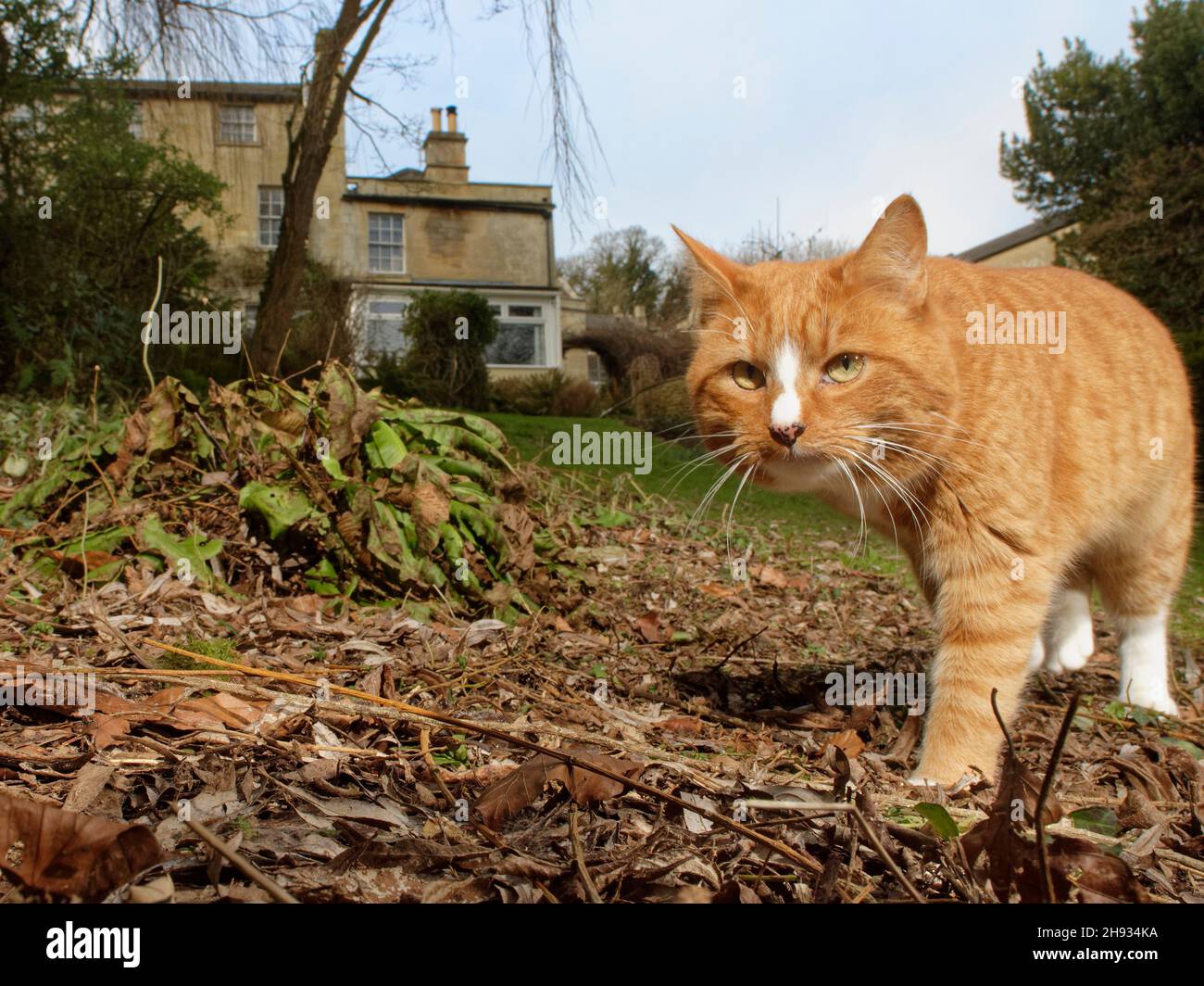 Cat trap hi-res stock photography and images - Alamy