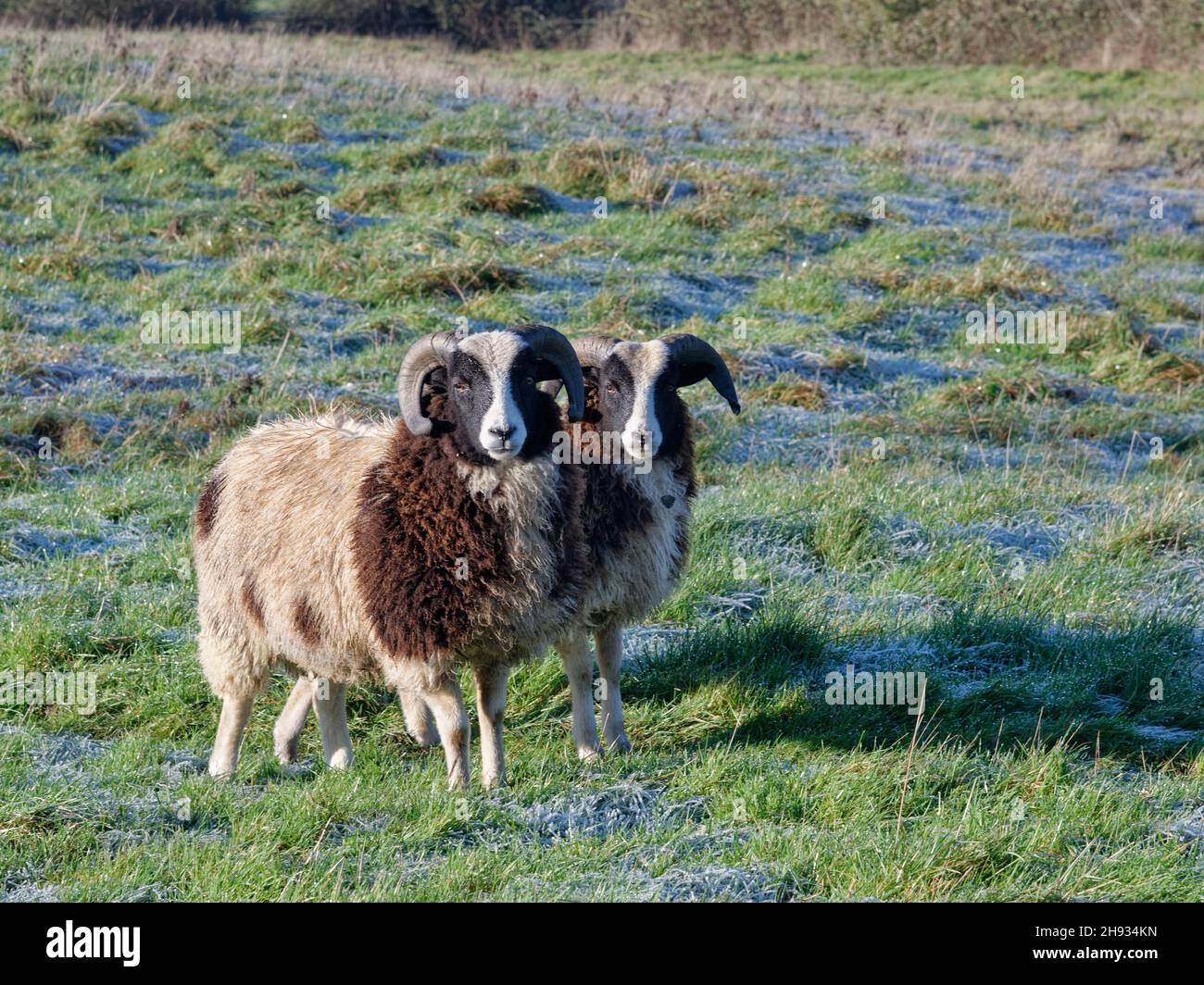 Jacob sheep (Ovis aries) two rams of this ancient British breed standing on hoar frosted pastureland, Wiltshire, UK, December. Stock Photo