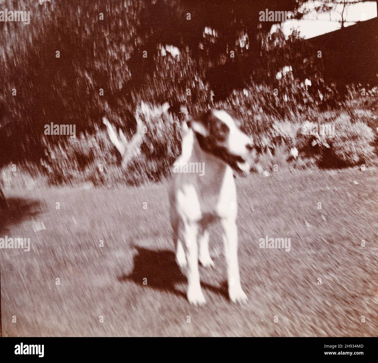 Vintage faded out of focus  photograph of dog, English, anonymous, 1910s Stock Photo