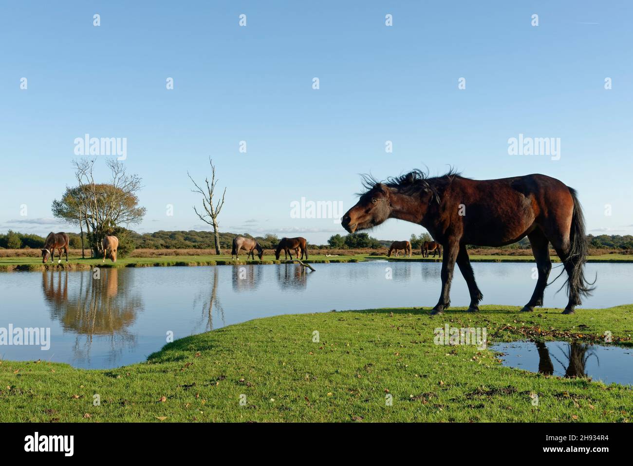 New Forest ponies (Equus caballus) grazing grassland around Green Pond, Fritham Plain, New Forest, Hampshire, UK, October. Stock Photo