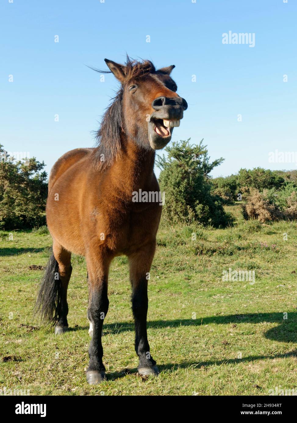 New Forest pony (Equus caballus) showing its teeth as if laughing while standing on heathland, Nomansland, New Forest, Hampshire, UK, October. Stock Photo