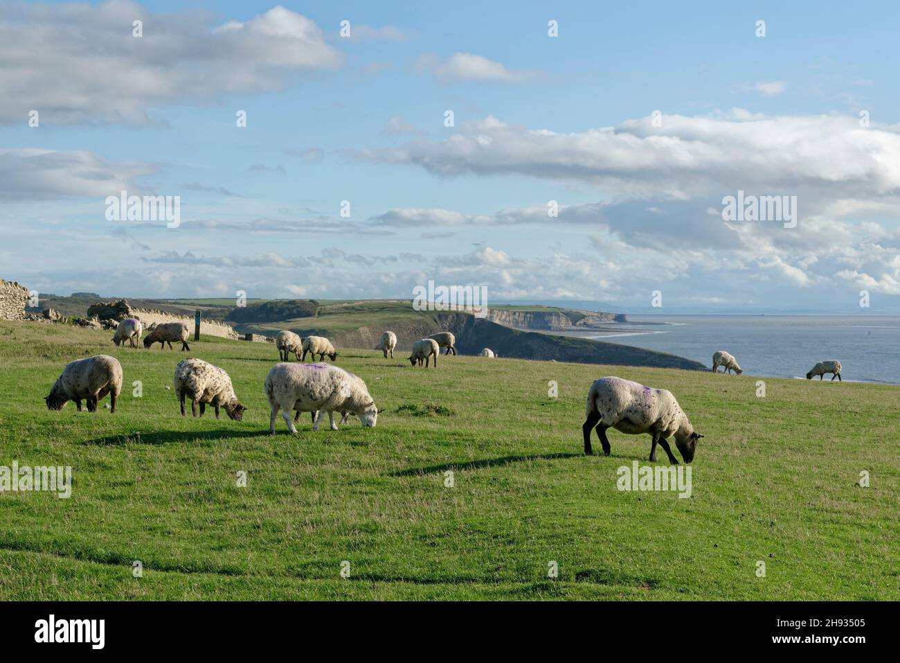 Domestic sheep (Ovis aries) grazing clifftop grassland, Southerndown, Glamorgan, Wales, UK, October. Stock Photo