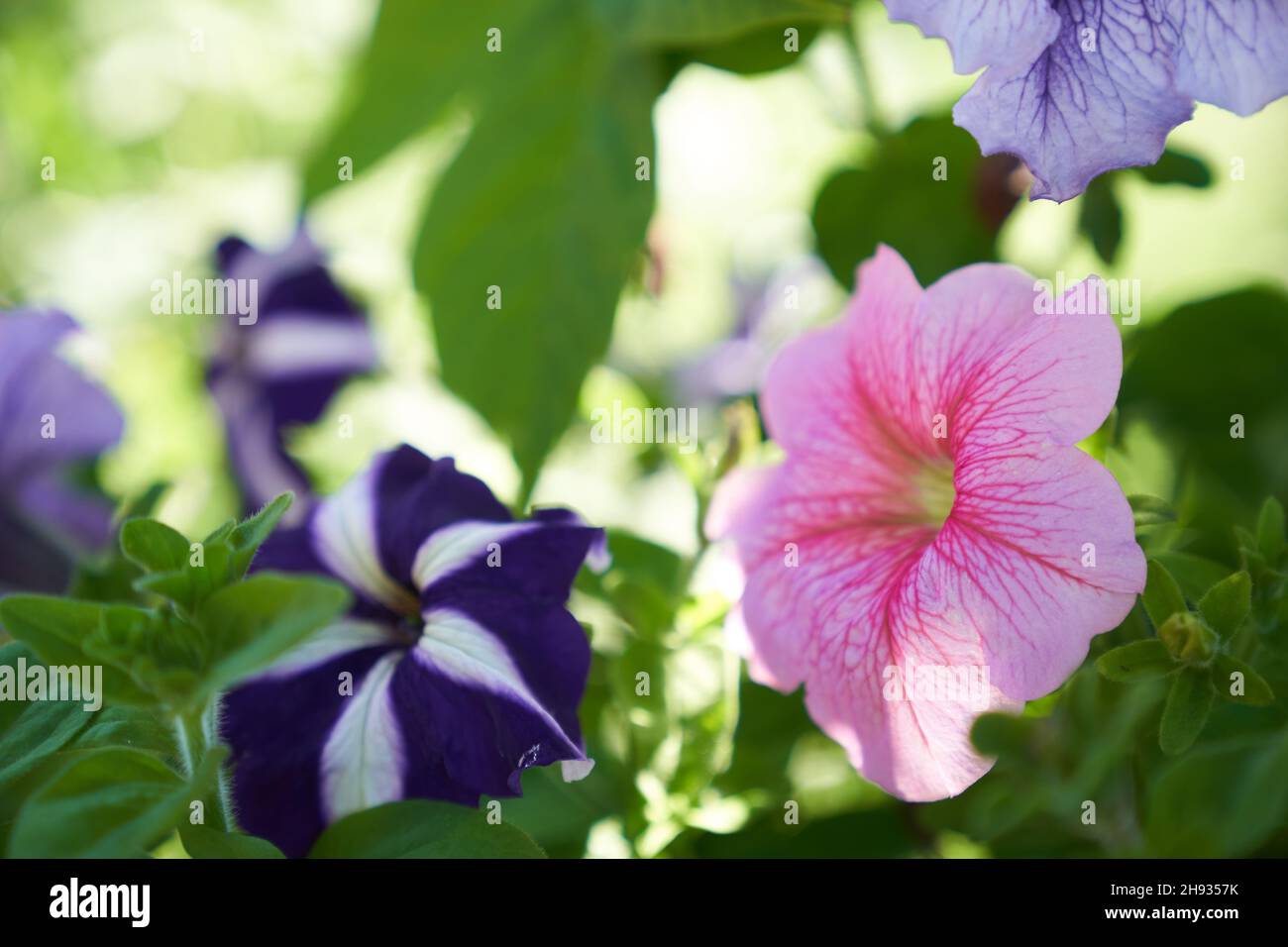 Beautiful garden flowers of petunia, purple and pink in nature close-up macro. Space for copying. An airy artistic image. High quality photo Stock Photo