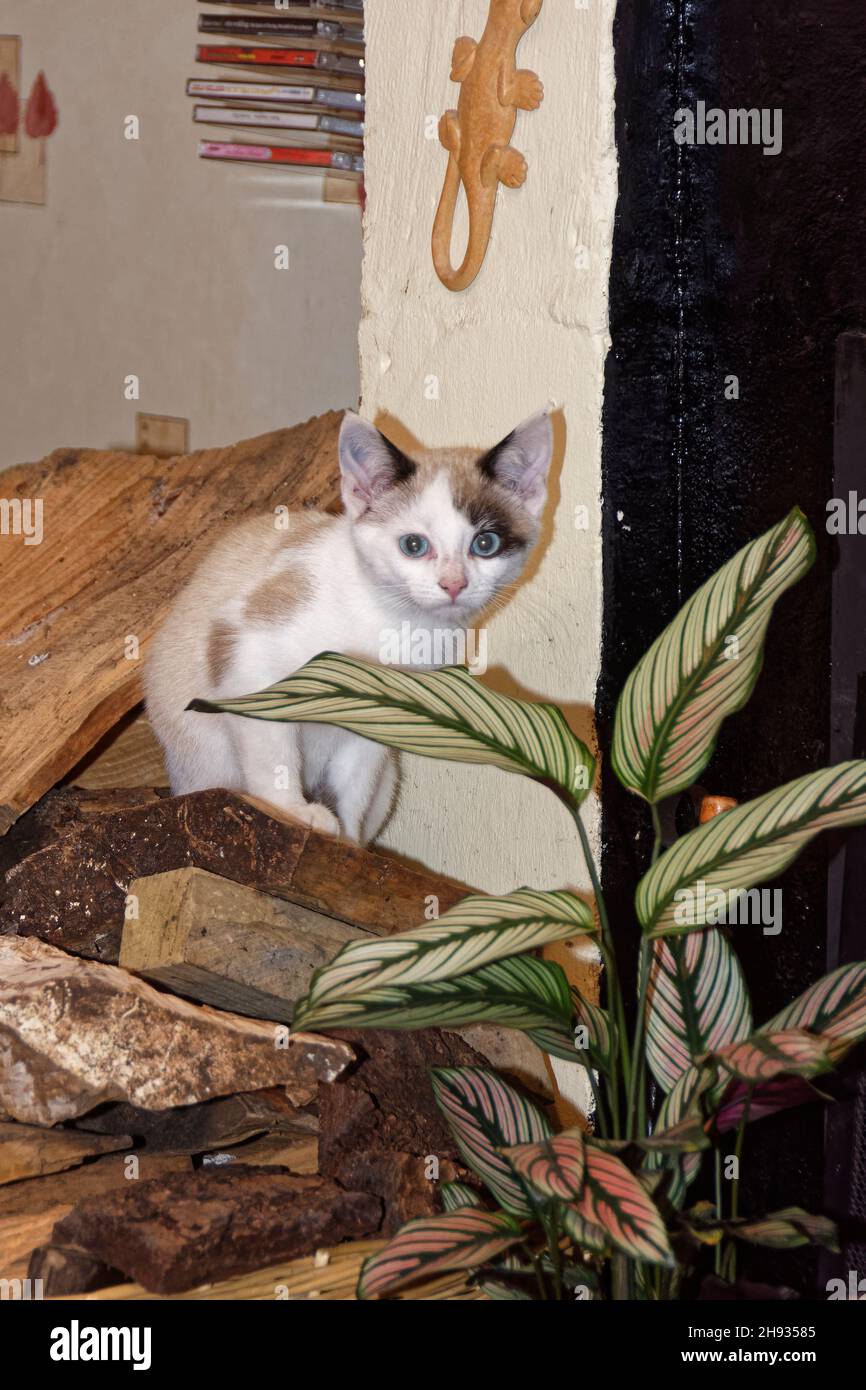 Snowshoe cat kitten (Felis catus) peering from a log pile in a cottage, Wiltshire, UK, November. Stock Photo