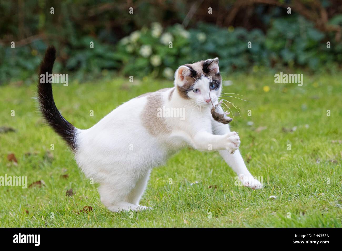 Snowshoe cat (Felis catus) playing with dead Longtailed field mouse