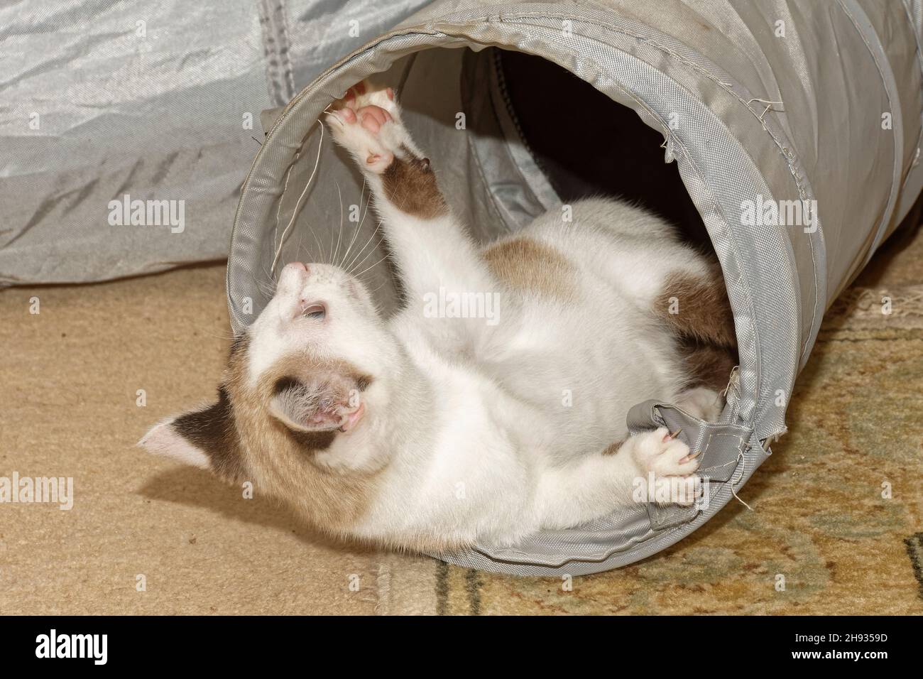 Snowshoe cat kitten (Felis catus) playing in a cat tunnel, Wiltshire, UK, November. Stock Photo