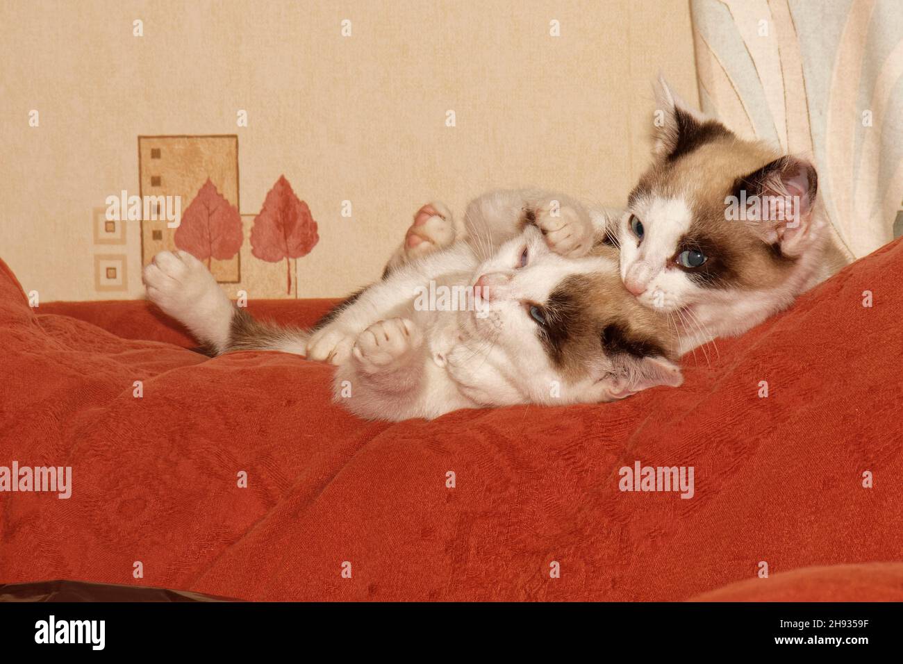 Snowshoe cat kitten (Felis catus) siblings play fighting on a sofa in a living room, Wiltshire