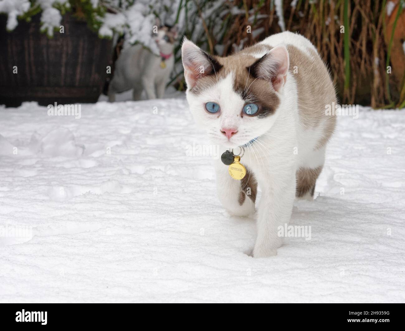 Snowshoe cat kitten (Felis catus) walking in newly fallen snow covering a patio, Wiltshire, UK