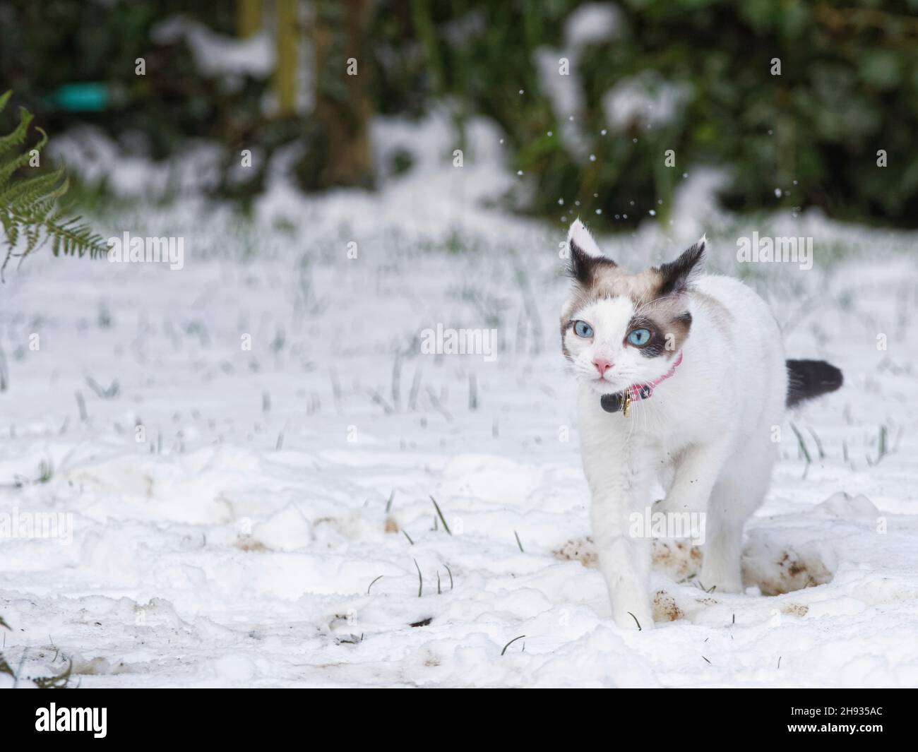 Snowshoe cat kitten (Felis catus) running across a garden lawn covered in recently fallen snow, Wiltshire, UK, January. Stock Photo