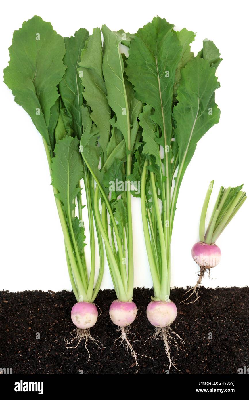 turnip-vegetable