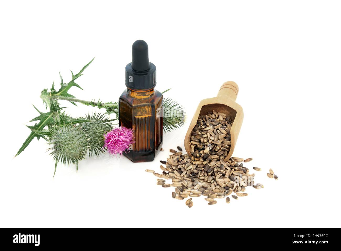 Milk thistle herb plant, seeds and oil used in herbal medicine. Treats