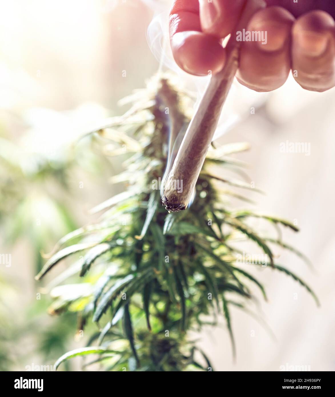 Hand holding marijuana joint against cannabis plant, drug use or medical marijuana Stock Photo