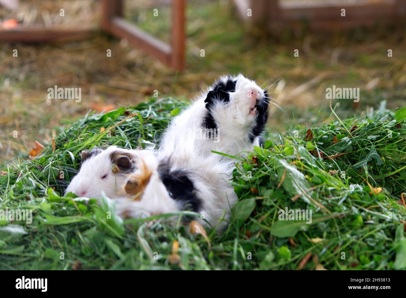 Image showcasing funny white and brown guinea pigs eating fresh green grass. Domestic ...