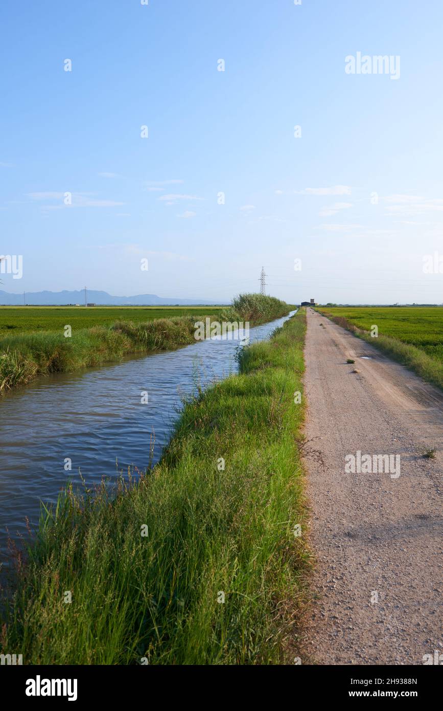 Water Channel Rice Field A water channel in a rice field in Valencia, Spain Stock Photo - Alamy