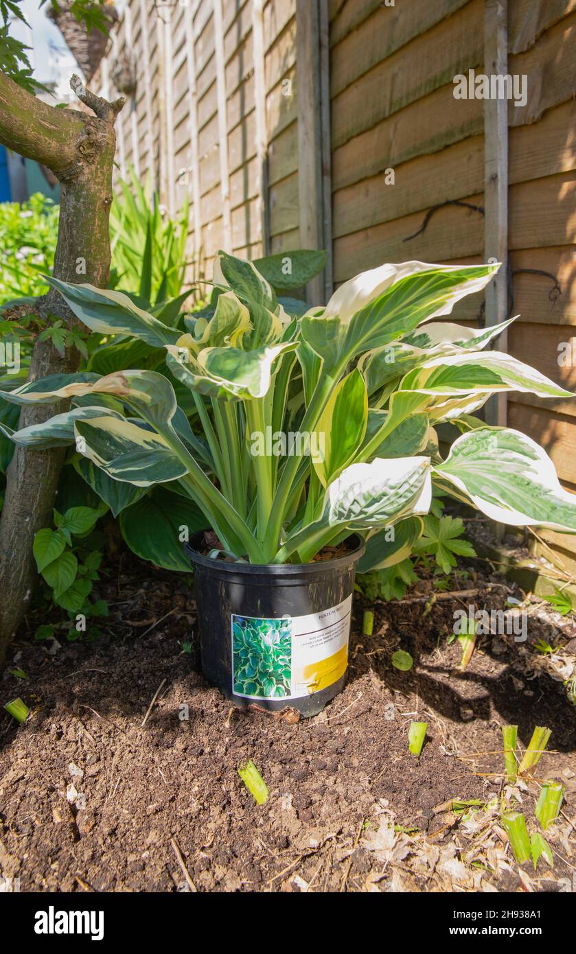 Newly purchased hosta patriot plant being sited in the garden before planting Stock Photo