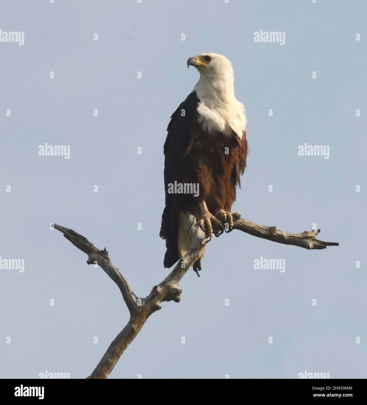 An African fish eagle (Haliaeetus vocifer) perches on a dead tree above the Gambia River. Janjanbureh, The Republic of the Gambia. Stock Photo