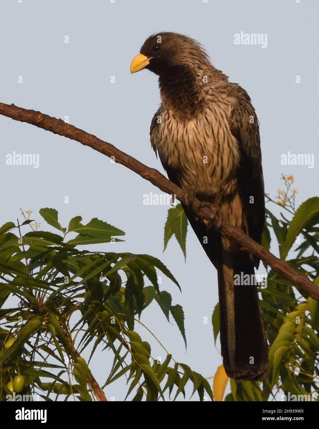 A  western plantain-eater (Crinifer piscator) perches in a tree.    Janjanbureh, The Republic of the Gambia. Stock Photo