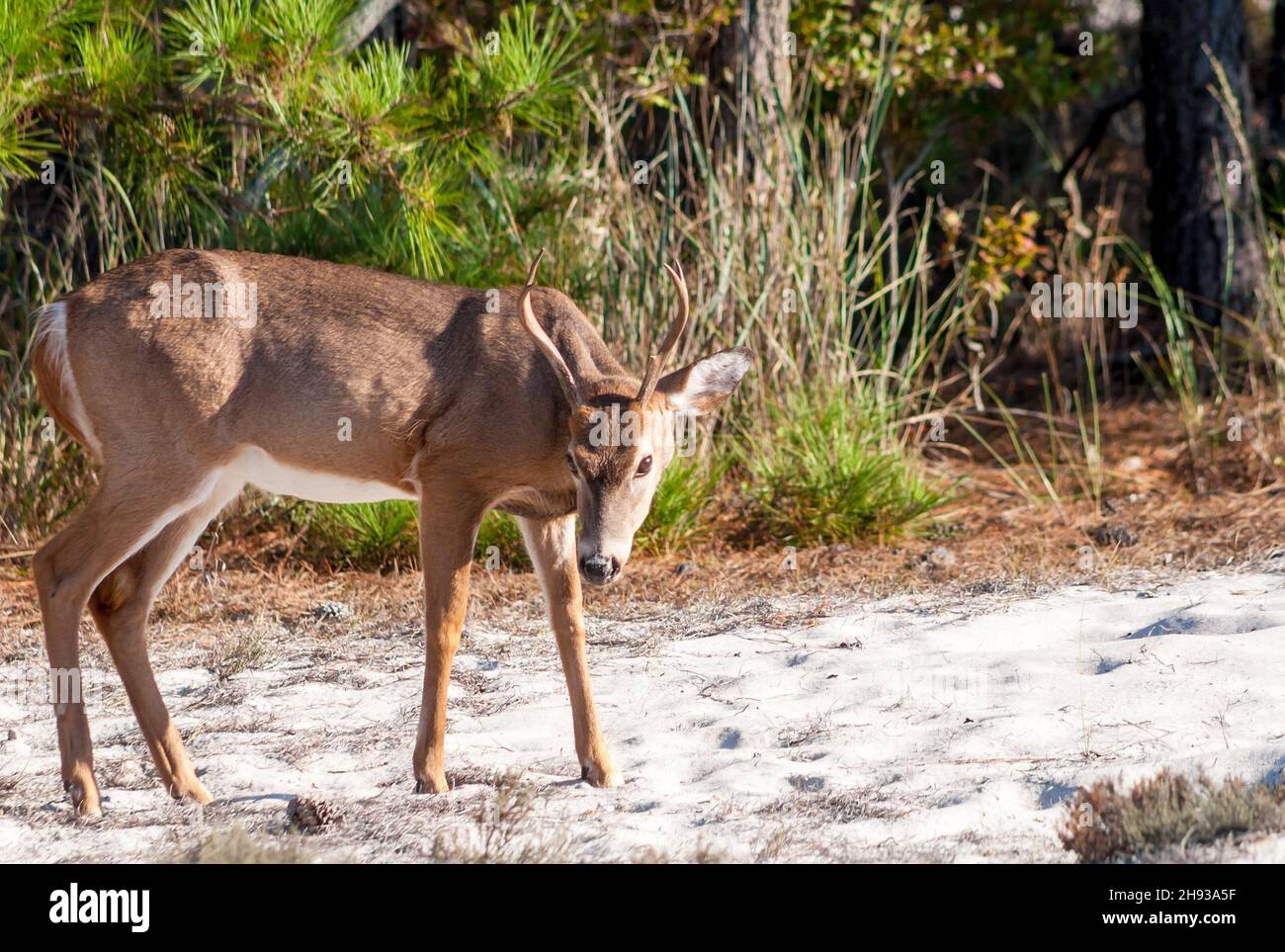 A young male White-tailed Deer (Odocoileus virginianus) at Assateague Island National Seashore, Maryland Stock Photo