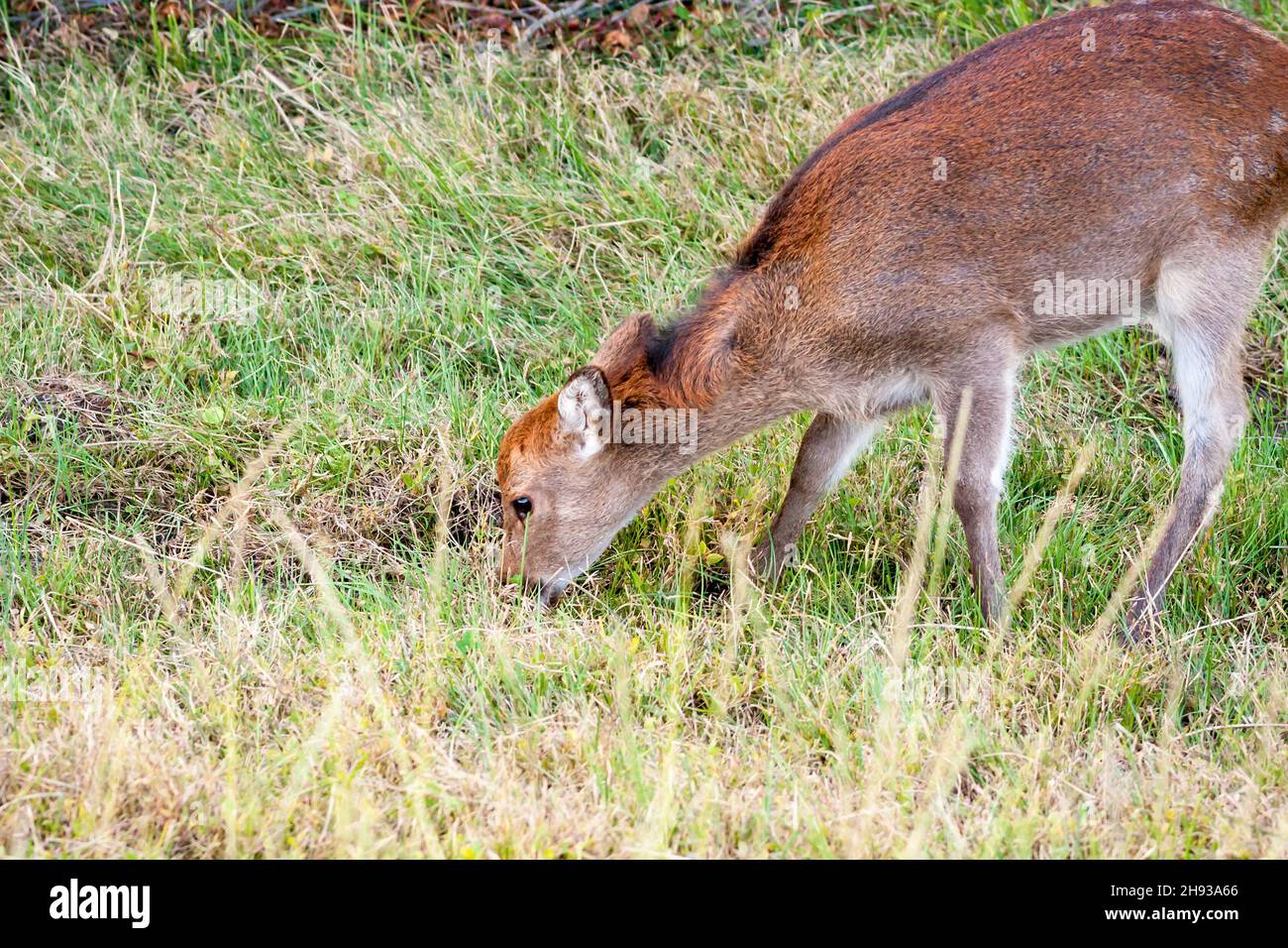 A Sika Deer (Cervus nippon), also known as a Sika Elk or Japanese Elk, grazing at Assateague Island National Seashore, Maryland Stock Photo