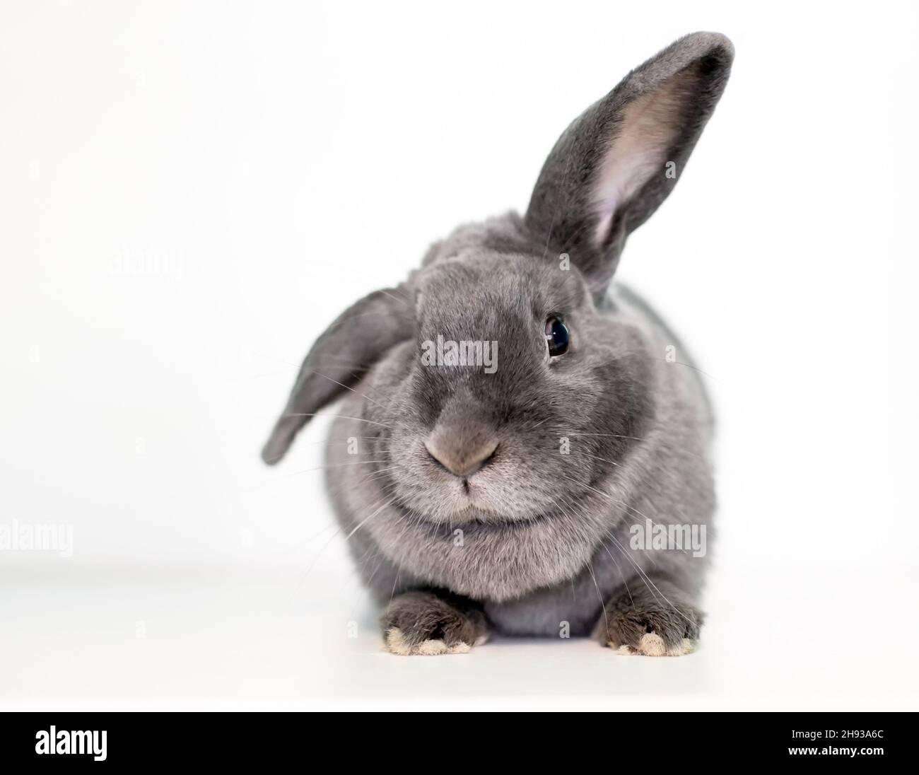 A gray pet rabbit holding its ears in a half lop position Stock Photo