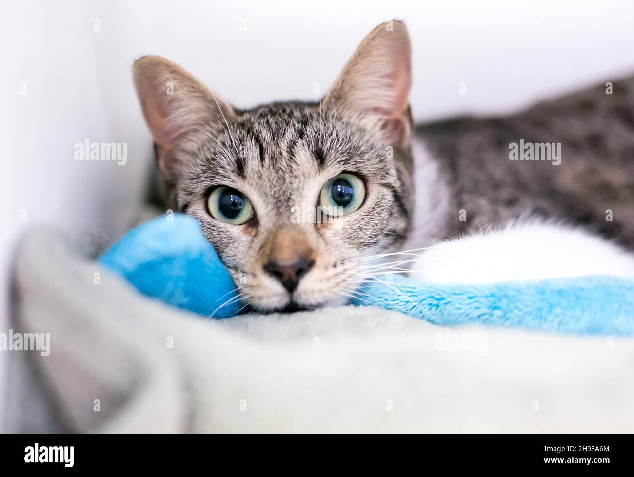 A wide eyed tabby shorthair cat lying on a blanket and staring at the camera Stock Photo