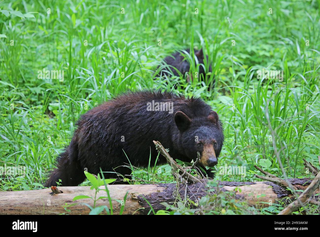 Black bear mama cub hi-res stock photography and images - Alamy