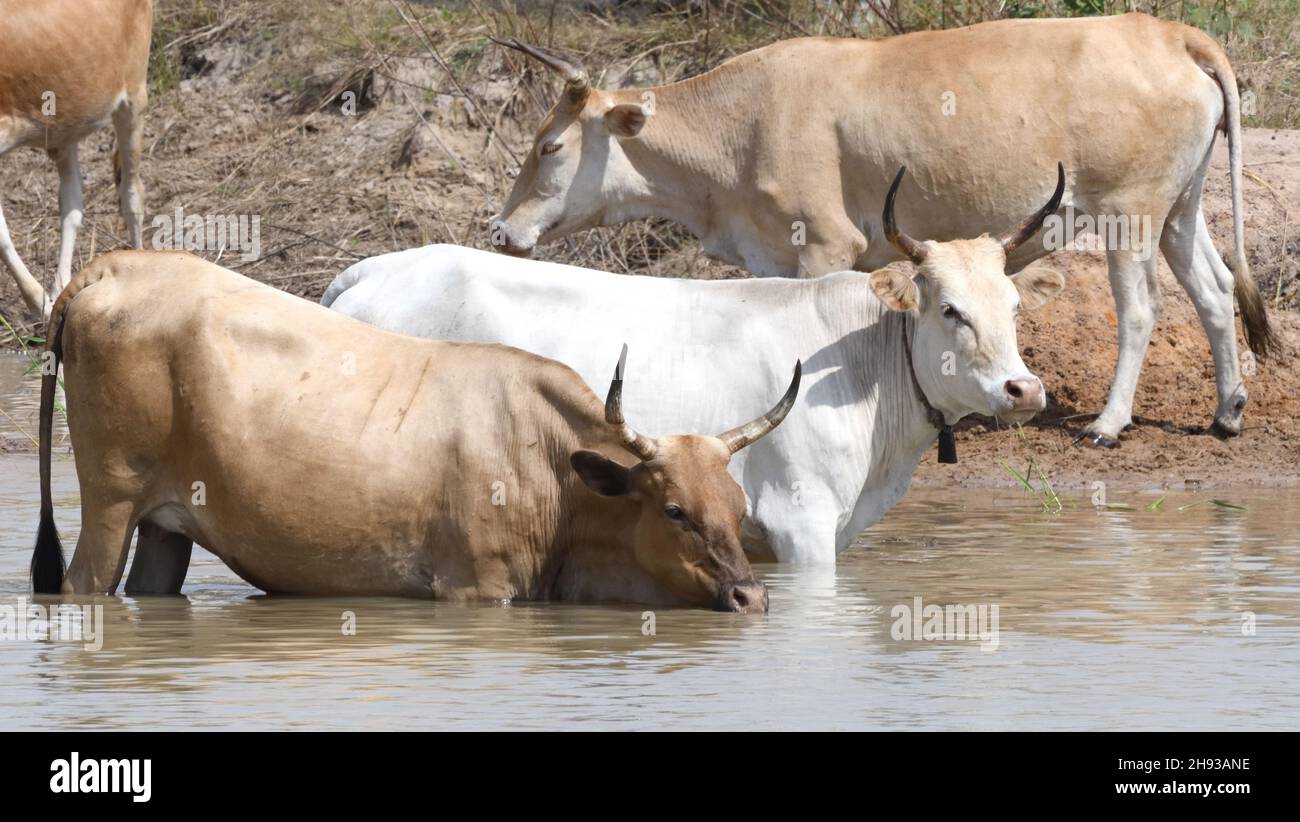 Cattle come down to drink at a pond, shrinking during the dry season. . Janjangbureh, The Republic of the Gambia. Stock Photo