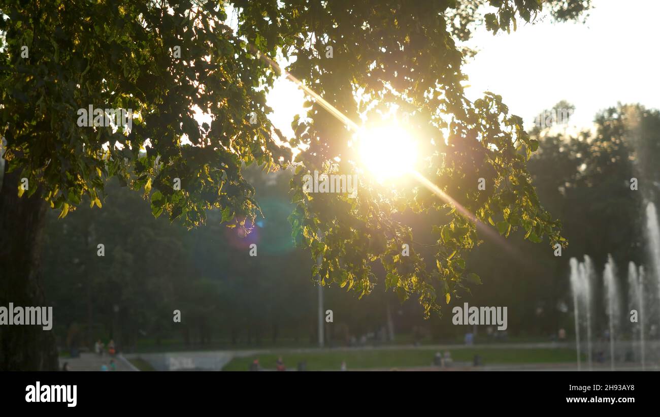 Green park at summer time in during sunset time. Stock Photo