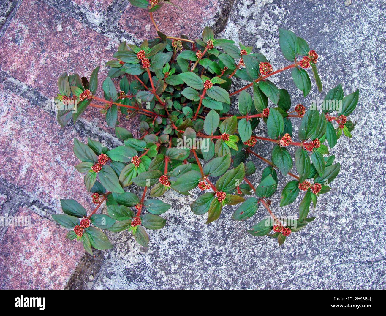 Asthma-plant (Chamaesyce hirta or Euphorbia hirta) on sidewalk Stock Photo