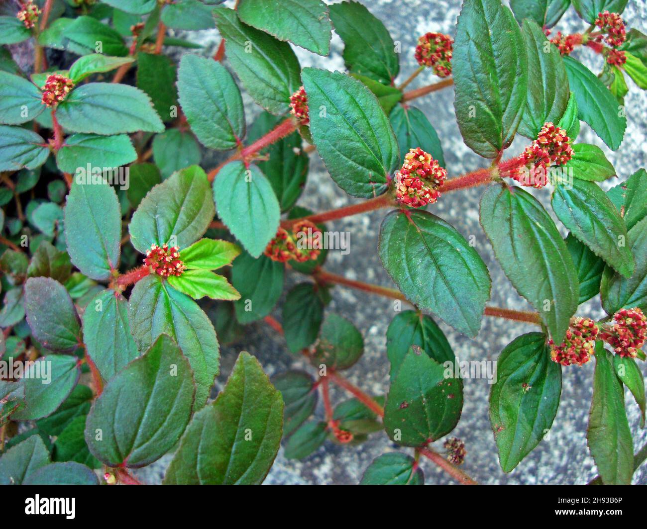 Asthma-plant (Chamaesyce hirta or Euphorbia hirta) detail Stock Photo