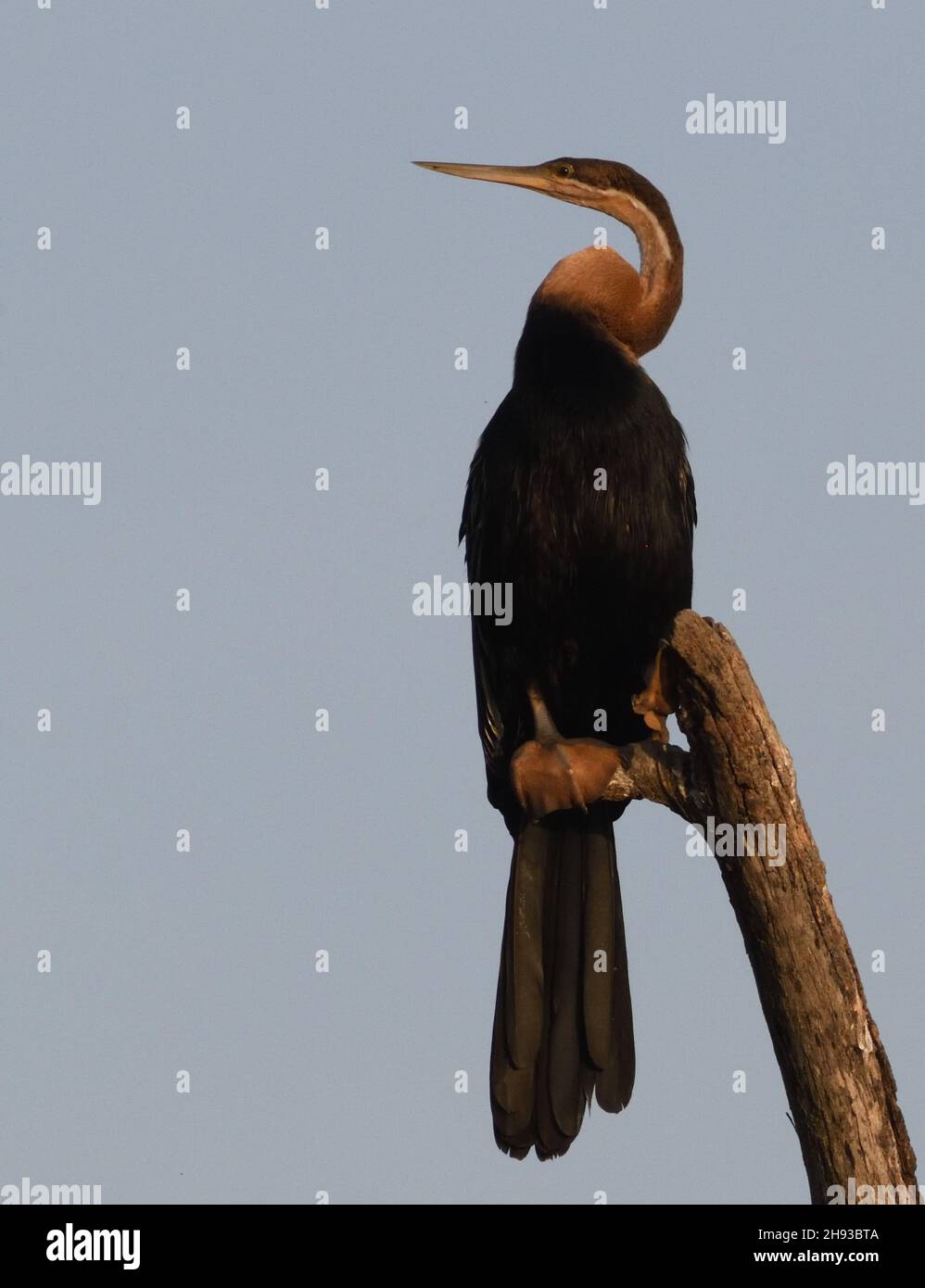 An African darter (Anhinga rufa) or  snakebird perches on a branch above a creek off the Gambia River. Tendaba, The Republic of the Gambia. Stock Photo