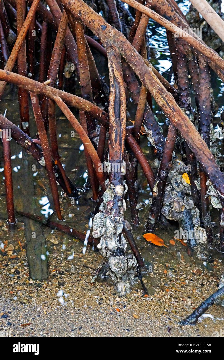 Mangrove oysters (Crassostrea gasar), Rio Stock Photo Alamy