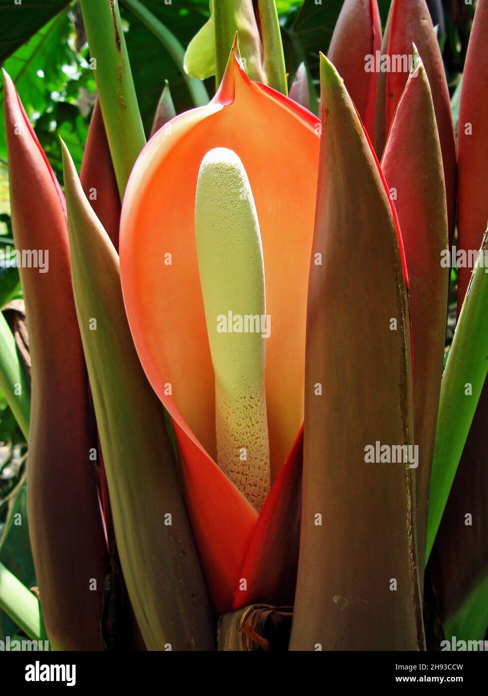 Philodendron flower (Philodendron undulatum) close-up on tropical forest Stock Photo