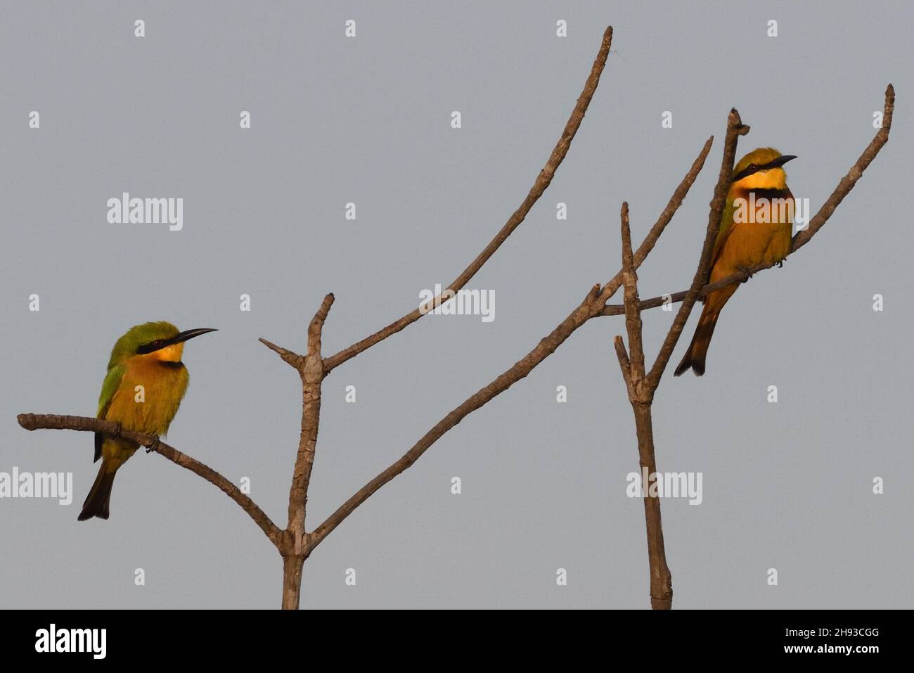 Two little bee-eaters(Merops pusillus) perches on a branch in between insect-catching forays. Kotu, The Republic of the Gambia. Stock Photo