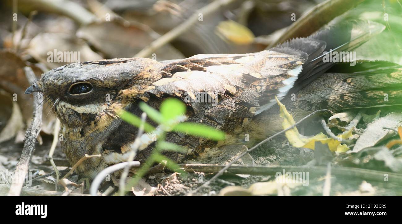 A long-tailed nightjar (Caprimulgus climacurus) relies on its cryptic coloration to camouflage itself and make itself almost invisible on the forest f Stock Photo